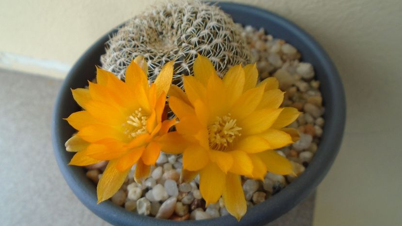 Rebutia arenacea - Cactusi 2020 evolutie primavara