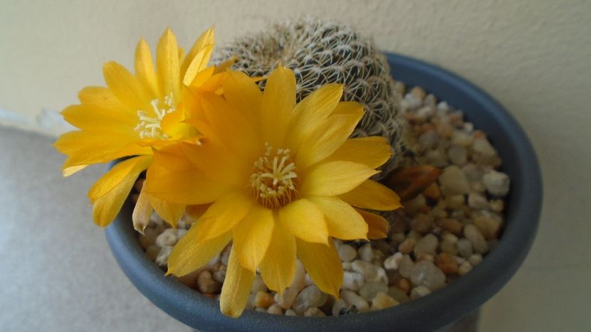 Rebutia arenacea - Cactusi 2020 evolutie primavara