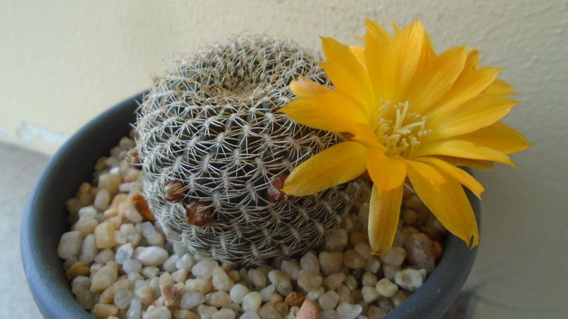 Rebutia arenacea - Cactusi 2020 evolutie primavara