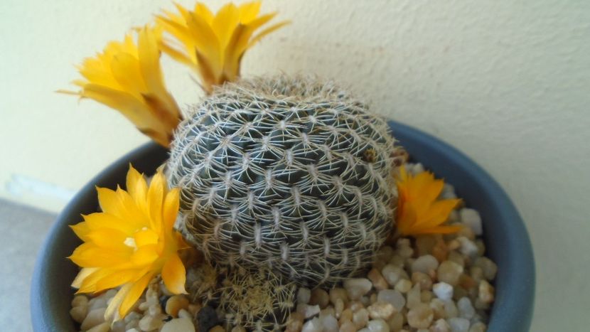 Rebutia arenacea - Cactusi 2020 evolutie primavara