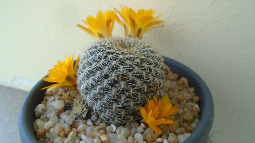Rebutia arenacea - Cactusi 2020 evolutie primavara