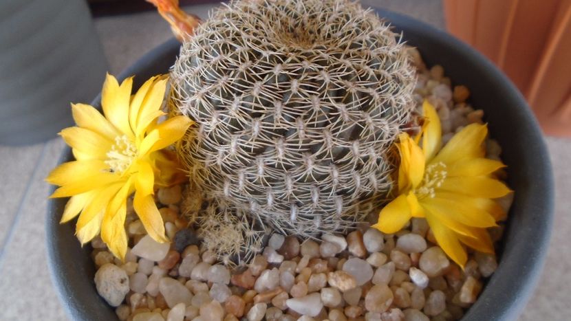 Rebutia arenacea - Cactusi 2020 evolutie primavara