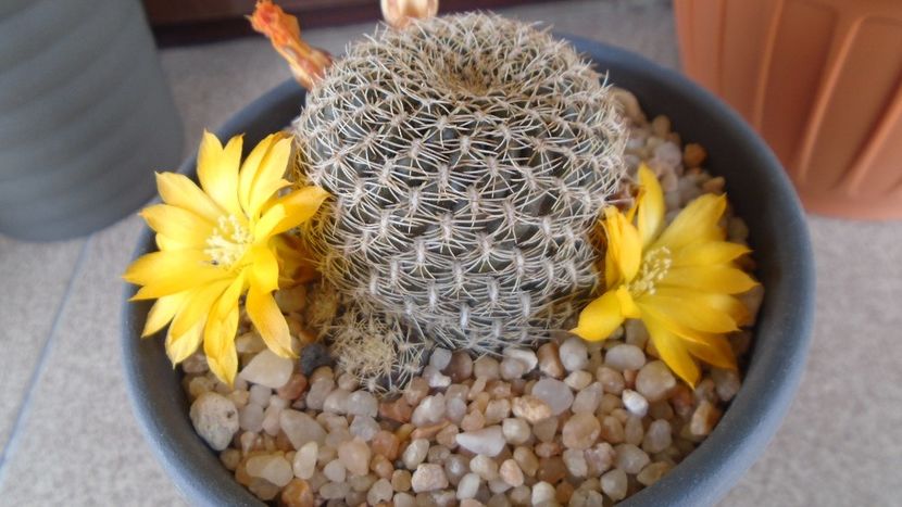 Rebutia arenacea - Cactusi 2020 evolutie primavara
