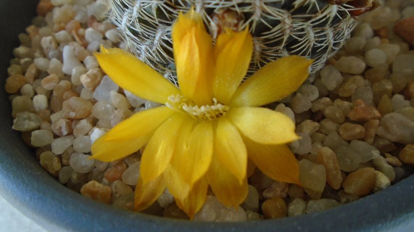 Rebutia arenacea - Cactusi 2020 evolutie primavara