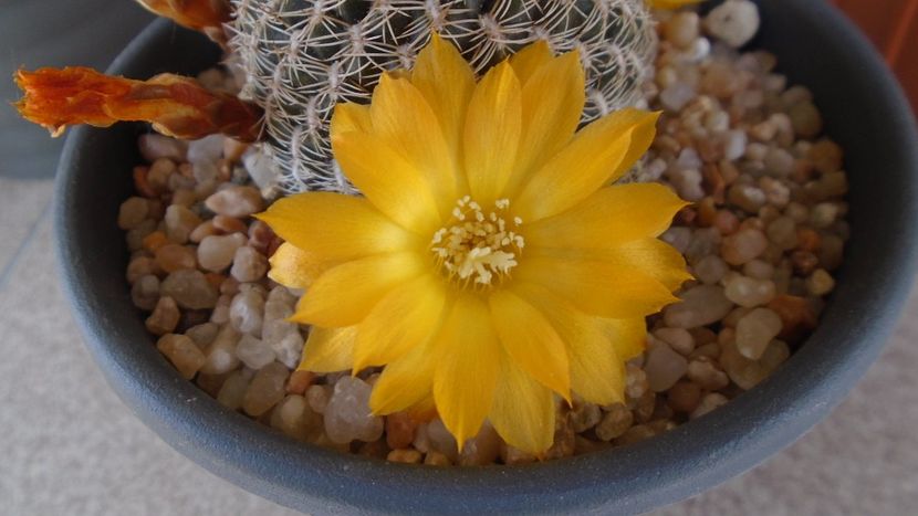 Rebutia arenacea - Cactusi 2020 evolutie primavara