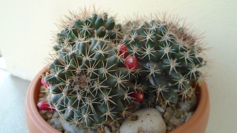 Mammillaria mammillaris - Cactusi 2020 evolutie primavara