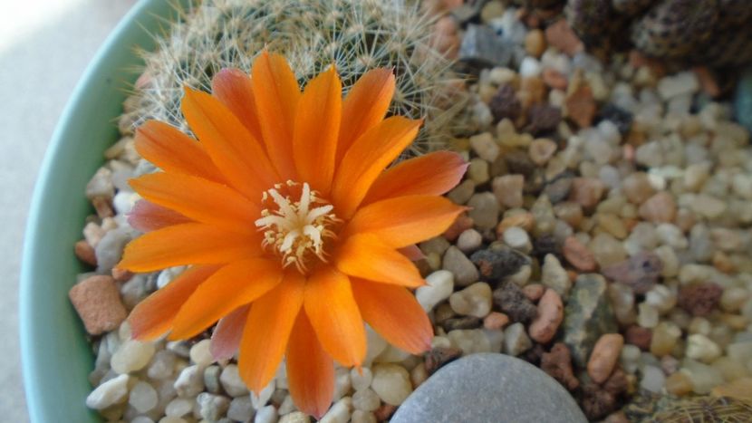 Rebutia steinmannii v. christinae - Cactusi 2020 evolutie primavara
