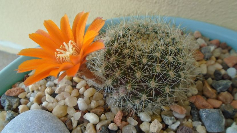 Rebutia steinmannii v. christinae - Cactusi 2020 evolutie primavara