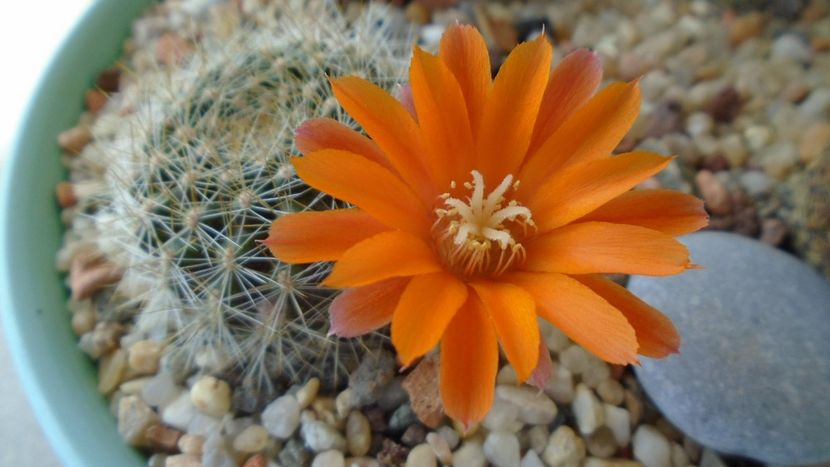 Rebutia steinmannii v. christinae - Cactusi 2020 evolutie primavara