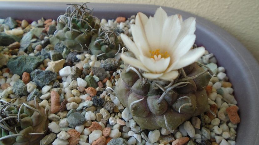Turbinicarpus macrochele v. screvispinum - Cactusi 2020 evolutie primavara
