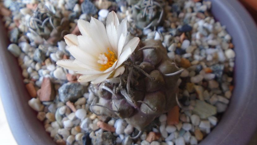 Turbinicarpus macrochele v. screvispinum - Cactusi 2020 evolutie primavara