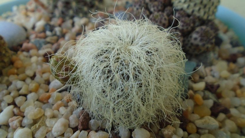Sulcorebutia patriciae (Rebutia canigueralii ssp. crispata) - Cactusi 2020 evolutie primavara