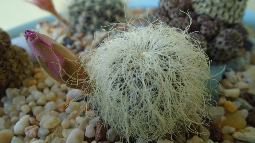 Sulcorebutia patriciae (Rebutia canigueralii ssp. crispata) - Cactusi 2020 evolutie primavara