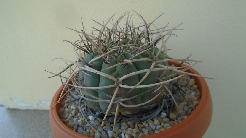 Gymnocalycium spegazzinii ssp. armatum - Cactusi 2020 Gymnocalycium