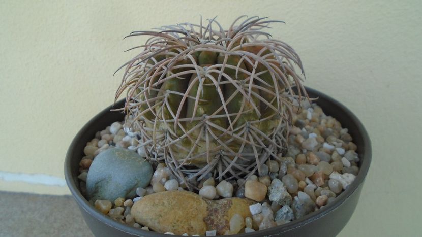 Gymnocalycium spegazzinii - Cactusi 2020 Gymnocalycium