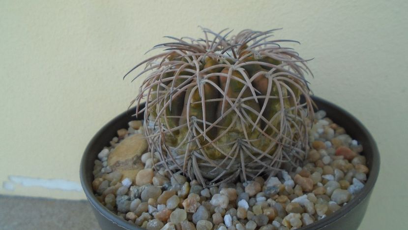 Gymnocalycium spegazzinii - Cactusi 2020 Gymnocalycium