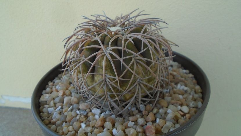 Gymnocalycium spegazzinii - Cactusi 2020 Gymnocalycium