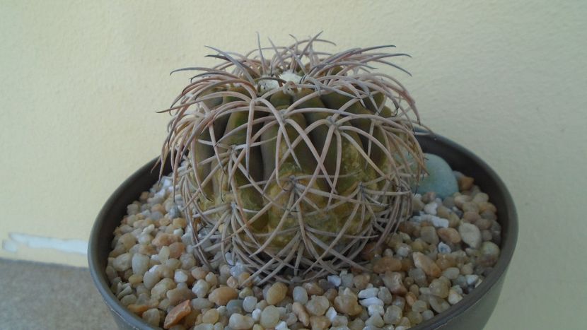 Gymnocalycium spegazzinii - Cactusi 2020 Gymnocalycium