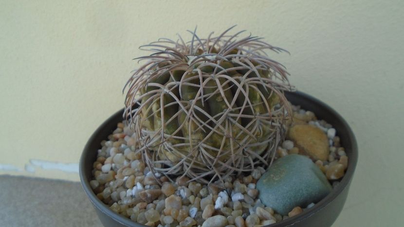 Gymnocalycium spegazzinii - Cactusi 2020 Gymnocalycium