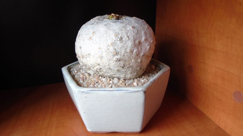 Jatropha berlandieri (cathartica) - Caudiciforme - pachycaule si bulboase 2020