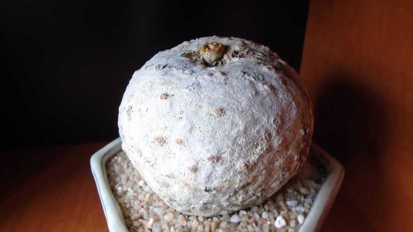 Jatropha berlandieri (cathartica) - Caudiciforme - pachycaule si bulboase 2020