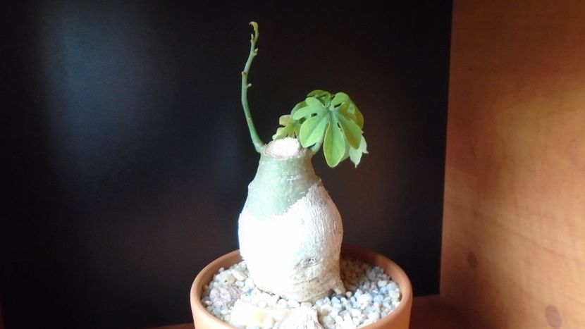 Adenia glauca - Caudiciforme - pachycaule si bulboase 2020