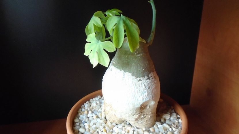 Adenia glauca - Caudiciforme - pachycaule si bulboase 2020