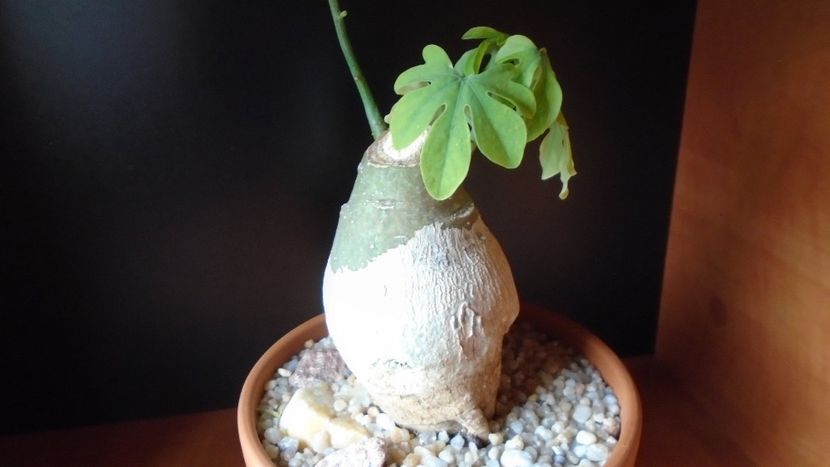Adenia glauca - Caudiciforme - pachycaule si bulboase 2020