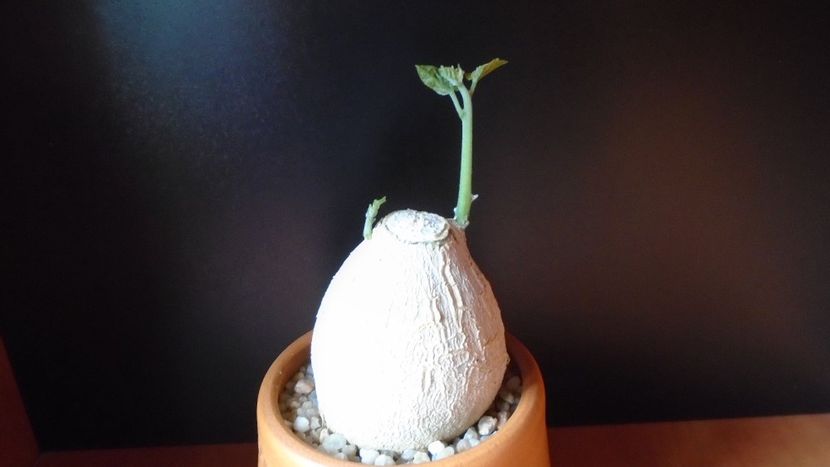 Pyrenacantha malvifolia - Caudiciforme - pachycaule si bulboase 2020