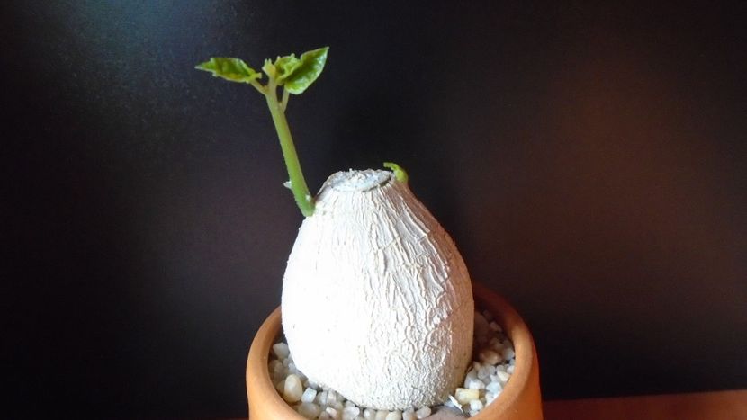 Pyrenacantha malvifolia - Caudiciforme - pachycaule si bulboase 2020