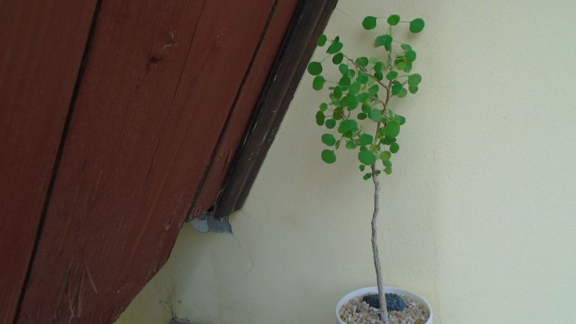Euphorbia misera - Caudiciforme - pachycaule si bulboase 2020