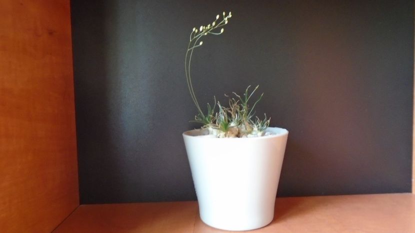 Ornithogalum sardienii - Caudiciforme - pachycaule si bulboase 2020