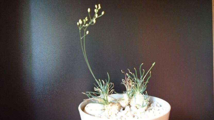 Ornithogalum sardienii - Caudiciforme - pachycaule si bulboase 2020