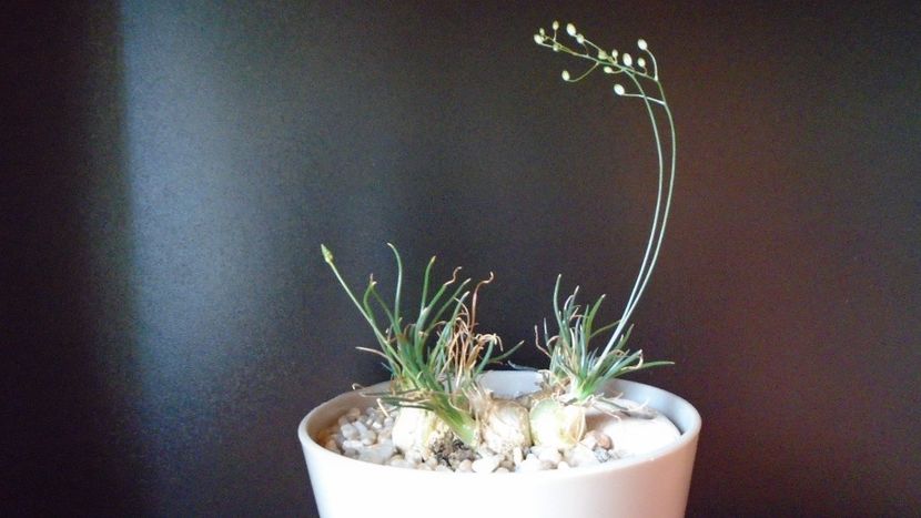 Ornithogalum sardienii - Caudiciforme - pachycaule si bulboase 2020