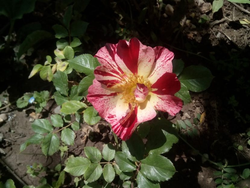  - Crazy for You - Fourth of july