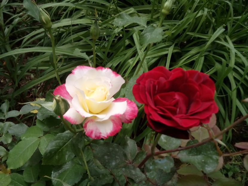  - Double Delight