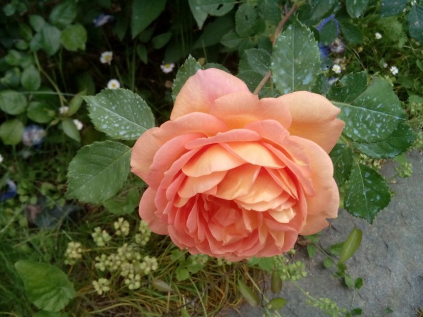  - Lady of Shallot