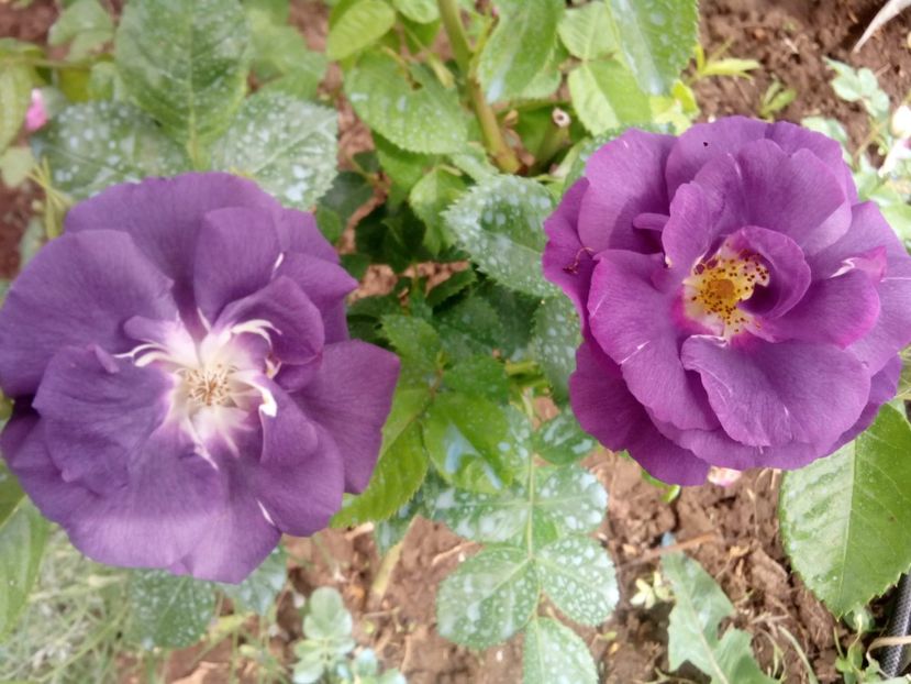  - Rhapsody in blue
