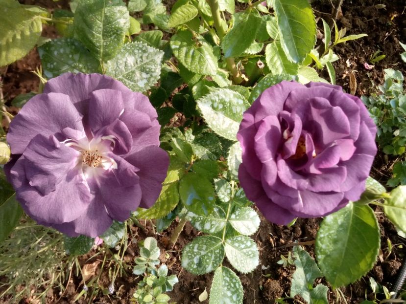  - Rhapsody in blue