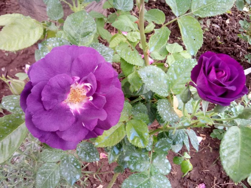  - Rhapsody in blue