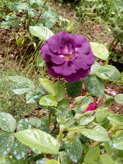  - Rhapsody in blue