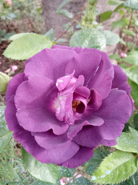  - Rhapsody in blue