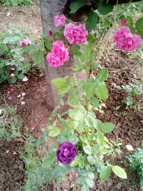  - Rhapsody in blue