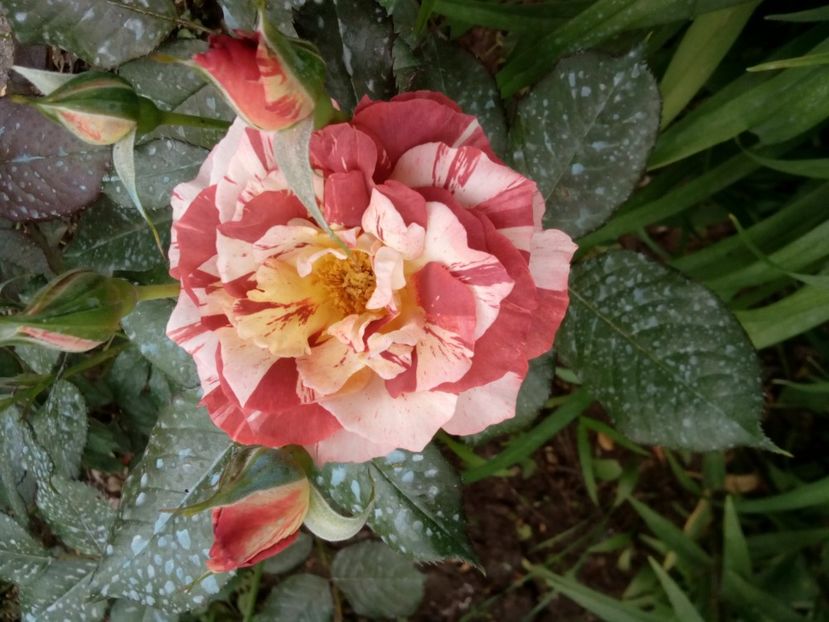  - Tropical Lightning sau Poseidon de la 4garden