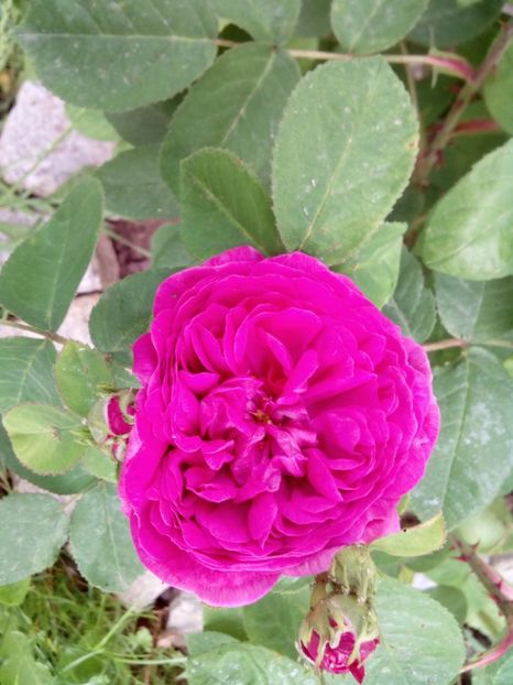  - Tufele de dulceață-rose de Rescht