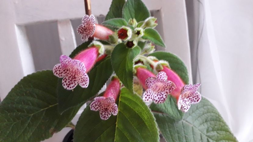 BT s Magie - A Kohleria