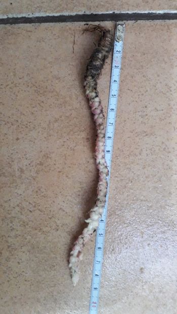 Rizomi 20 cm - A Kohleria