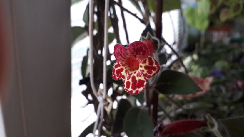 Lilla Guben - A Kohleria