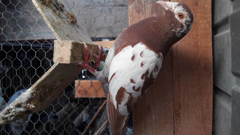  - Meulemans de vanzare