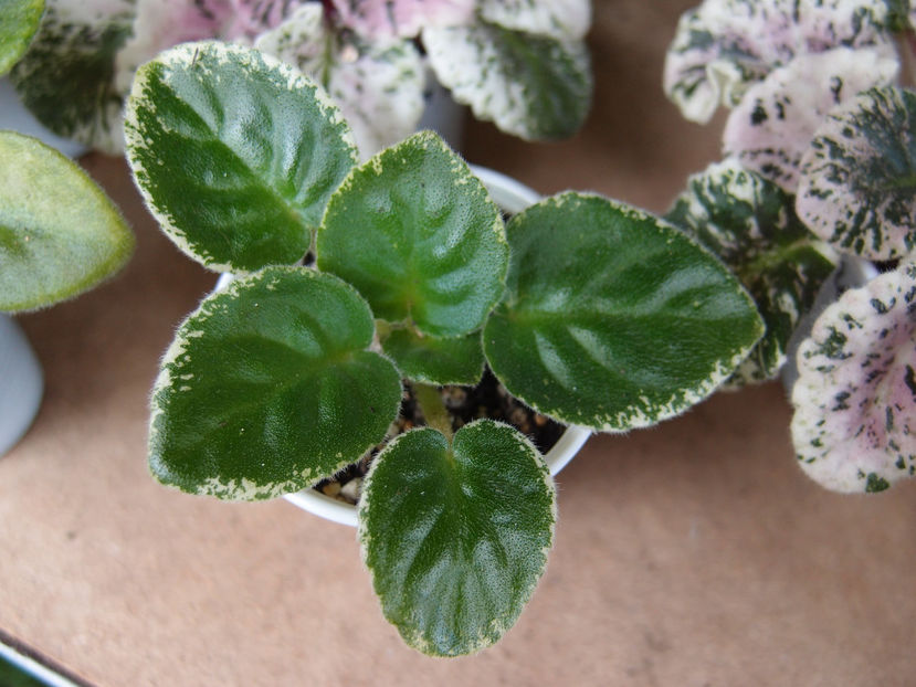 P5206060 - ND-Bosfor Vostochnyy